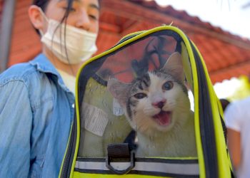 Requieren mascotas cuidados ante calor extremo