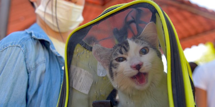Requieren mascotas cuidados ante calor extremo