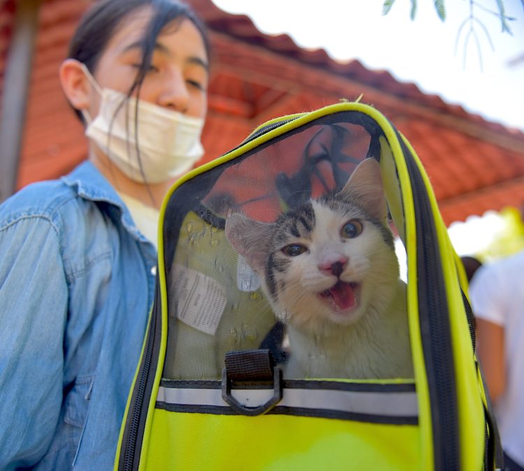 Requieren mascotas cuidados ante calor extremo