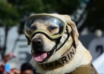 MUERE FRIDA LA PERRITA RESCATISTA DE LA MARINA