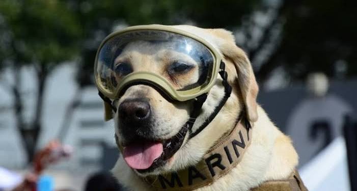 MUERE FRIDA LA PERRITA RESCATISTA DE LA MARINA