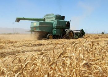 SE PONDRÁN ARANCELES A TRIGO IMPORTADO DE OTROS PAÍSES, ANUNCIÓ GOBERNADOR DE SONORA