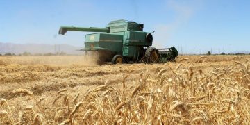 SE PONDRÁN ARANCELES A TRIGO IMPORTADO DE OTROS PAÍSES, ANUNCIÓ GOBERNADOR DE SONORA