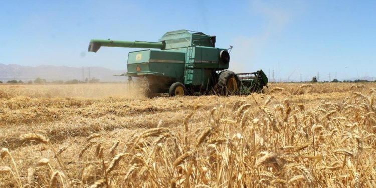 SE PONDRÁN ARANCELES A TRIGO IMPORTADO DE OTROS PAÍSES, ANUNCIÓ GOBERNADOR DE SONORA