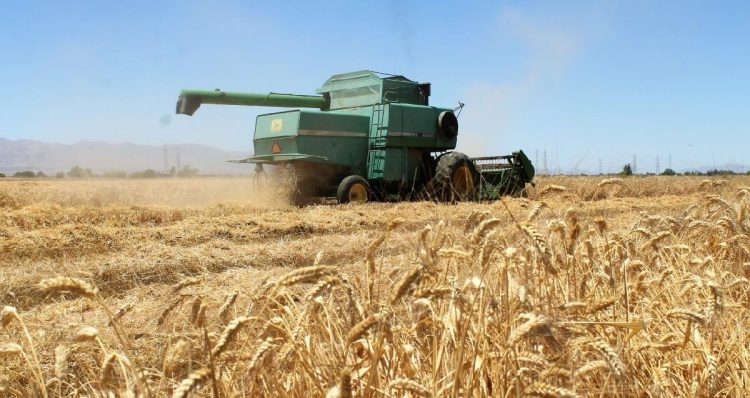 SE PONDRÁN ARANCELES A TRIGO IMPORTADO DE OTROS PAÍSES, ANUNCIÓ GOBERNADOR DE SONORA