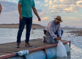 Trabajan coordinadamente Secretaría de Agricultura y Ayuntamiento de Cajeme para buscar la sustentabilidad de la pesca de tilapia