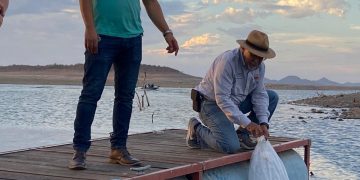 Trabajan coordinadamente Secretaría de Agricultura y Ayuntamiento de Cajeme para buscar la sustentabilidad de la pesca de tilapia
