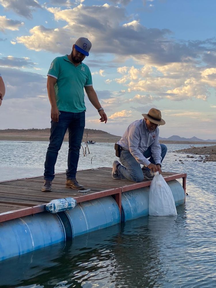 Trabajan coordinadamente Secretaría de Agricultura y Ayuntamiento de Cajeme para buscar la sustentabilidad de la pesca de tilapia