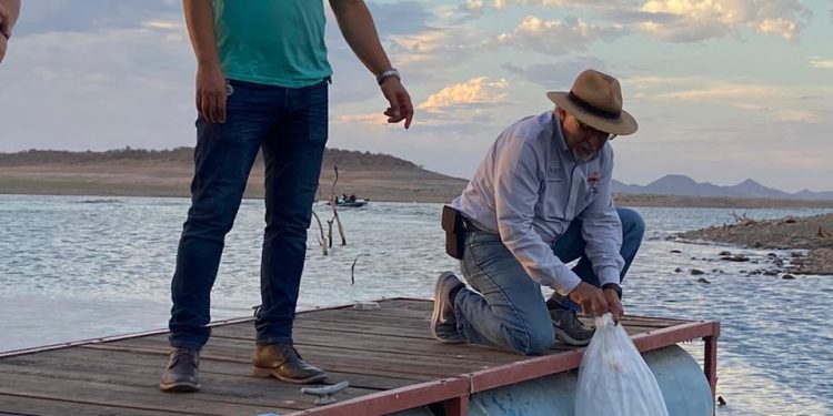 Trabajan coordinadamente Secretaría de Agricultura y Ayuntamiento de Cajeme para buscar la sustentabilidad de la pesca de tilapia