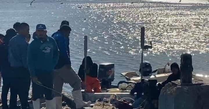 Cuarto ataque de tiburón blanco a buzo pescador de Sonora