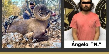 APREHENDEN A CAZADOR FURTIVO, LLEVABA CORNAMENTA DE BORREGO CIMARRÓN: FGJE