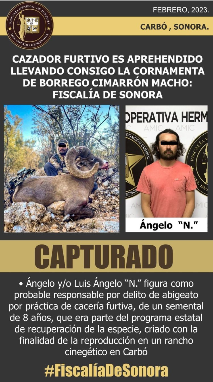 APREHENDEN A CAZADOR FURTIVO, LLEVABA CORNAMENTA DE BORREGO CIMARRÓN: FGJE