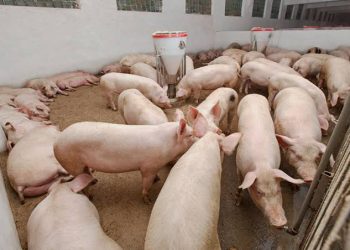 Ocupa Sonora segundo lugar nacional en producción de carne de cerdo