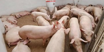 Ocupa Sonora segundo lugar nacional en producción de carne de cerdo