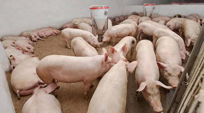 Ocupa Sonora segundo lugar nacional en producción de carne de cerdo