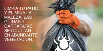 “La rickettsia es una enfermedad mortal si no se trata a tiempo”: Salud Sonora