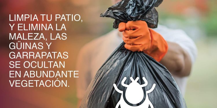 “La rickettsia es una enfermedad mortal si no se trata a tiempo”: Salud Sonora