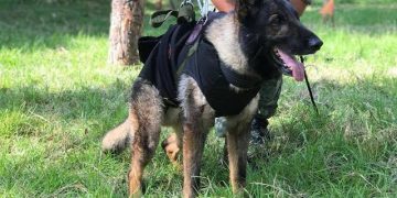 MUERE BINOMIO DE LA SEDENA EN LABORES DE RESCATE EN TURQUÍA