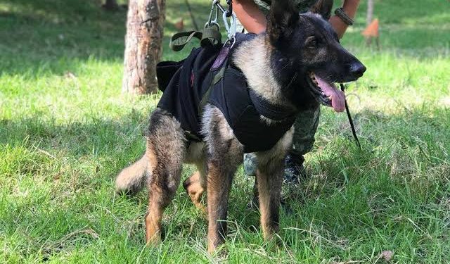 MUERE BINOMIO DE LA SEDENA EN LABORES DE RESCATE EN TURQUÍA