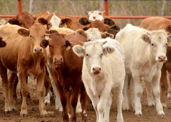 SONORA ENTRE LOS PRIMEROS LUGARES EN LA PRODUCCIÓN DE CARNES, LACTEOS Y HUEVOS EN MÉXICO