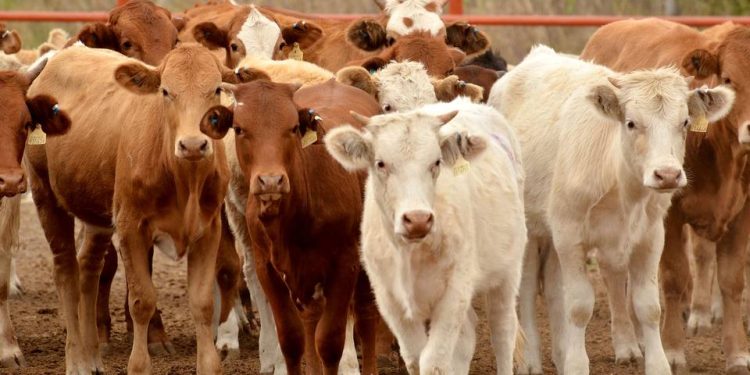 SONORA ENTRE LOS PRIMEROS LUGARES EN LA PRODUCCIÓN DE CARNES, LACTEOS Y HUEVOS EN MÉXICO