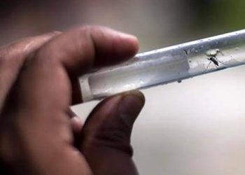 Secretaría de Salud llama a sonorenses a prevenir el dengue