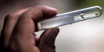 Secretaría de Salud llama a sonorenses a prevenir el dengue