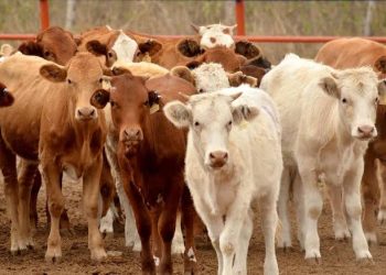 ANUNCIA GOBERNADOR CONVENCIÓN NACIONAL GANADERA EN 2024 