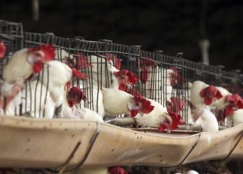 SE HA LOGRADO CONTENER EL BROTE DE GRIPE AVIAR EN SONORA