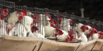 SE HA LOGRADO CONTENER EL BROTE DE GRIPE AVIAR EN SONORA