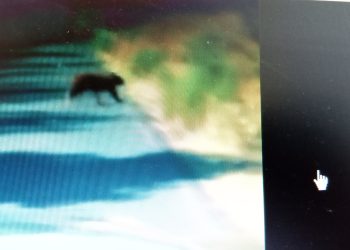 Alerta  CEPC a  habitantes  de Bacoachi por avistamiento de oso