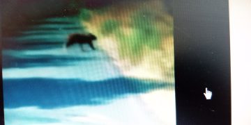 Alerta&nbsp; CEPC a&nbsp; habitantes&nbsp; de Bacoachi por avistamiento de oso