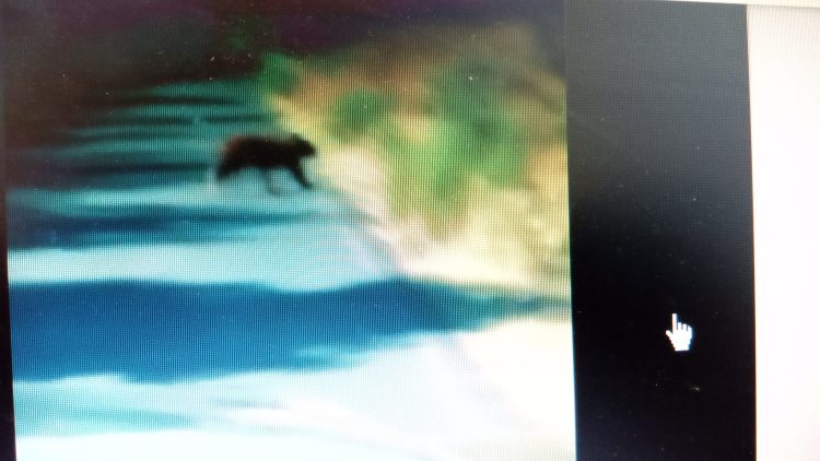 Alerta CEPC a habitantes de Bacoachi por avistamiento de oso