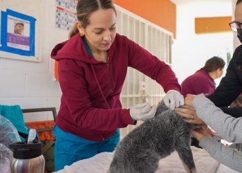 SALUD SONORA MANTIENE VIGILANCIA EPIDEMIÓLOGICA POR RABIA SILVESTRE EN PEROO DE BAHÍA DE KINO&nbsp;