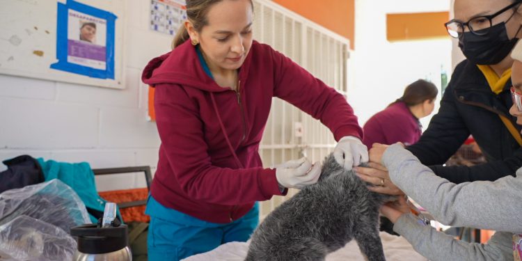 SALUD SONORA MANTIENE VIGILANCIA EPIDEMIÓLOGICA POR RABIA SILVESTRE EN PEROO DE BAHÍA DE KINO