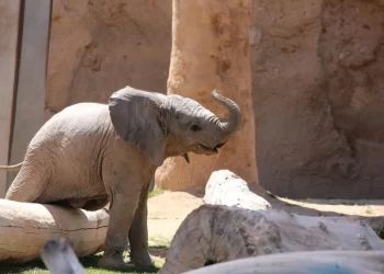 La nueva cría de elefante de Tucson ahora tiene nombre: Meru.