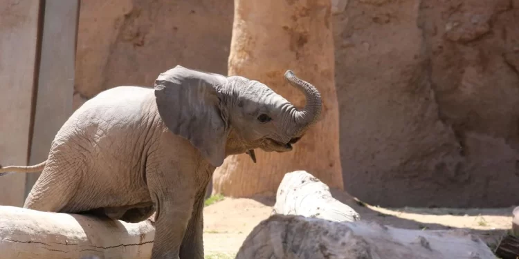 La nueva cría de elefante de Tucson ahora tiene nombre: Meru.