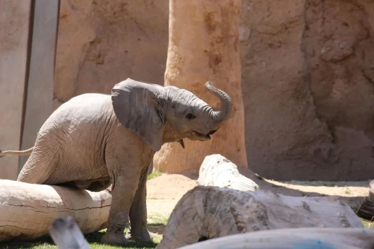La nueva cría de elefante de Tucson ahora tiene nombre: Meru.