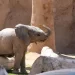 La nueva cría de elefante de Tucson ahora tiene nombre: Meru.