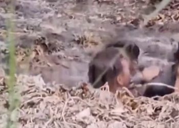 Un venezolano y un haitiano murieron ahogados intentando cruzar zona fangosa del Río Bravo | VIDEO