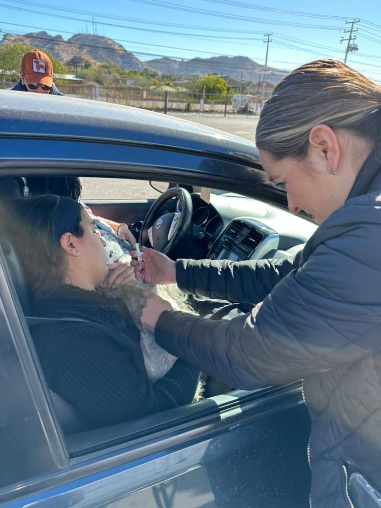 ACERCA SALUD SONORA CAMPAÑA DE ATENCIÓN CANINA Y FELINA A HERMOSILLENSES