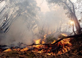 SONORA REGISTRA 34 INCENDIOS FORESTALES EN LO QUE VA DE 2023