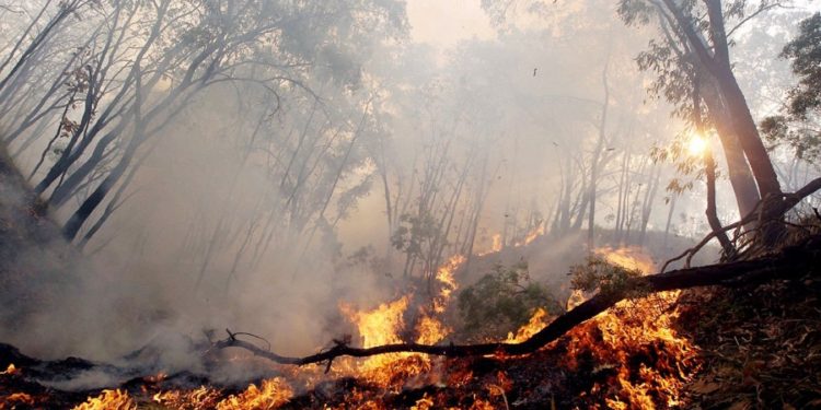 SONORA REGISTRA 34 INCENDIOS FORESTALES EN LO QUE VA DE 2023