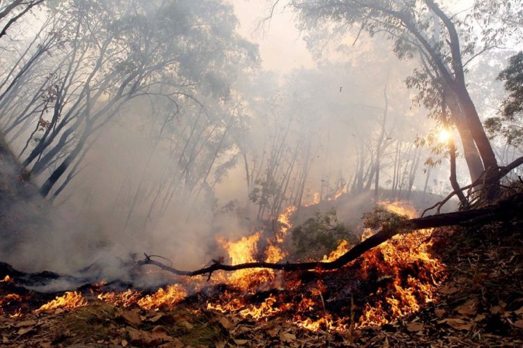 SONORA REGISTRA 34 INCENDIOS FORESTALES EN LO QUE VA DE 2023