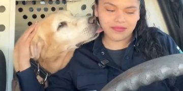 Bubu se jubila: así ha sido la emotiva despedida de este perro tras nueve años en la policía Mexicana