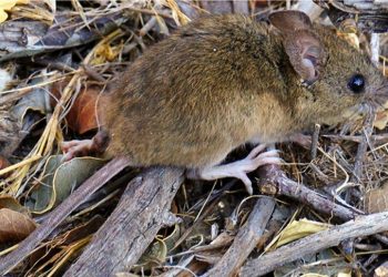 Advierten sobre propagación de un virus mortal que se transmite de roedores a humanos en Arizona