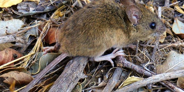 Advierten sobre propagación de un virus mortal que se transmite de roedores a humanos en Arizona