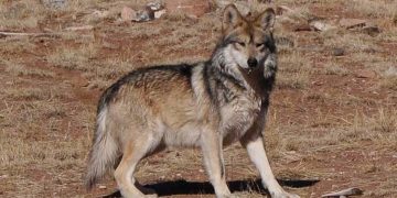 Preocupan a ambientalistas la muerte de una loba mexicana protegida en Arizona