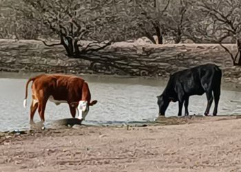 Cierra EU la frontera al ganado mexicano; Acusan rancheros a SuKarne y a otras 5 empresas mexicanas