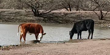 Cierra EU la frontera al ganado mexicano; Acusan rancheros a SuKarne y a otras 5 empresas mexicanas